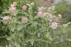 Image result for Asclepias longissima