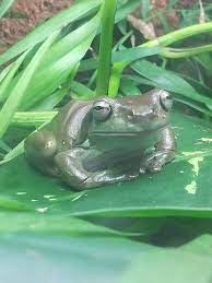 More than 76 red eyed tree frog care at pleasant prices up to 28 usd fast and free worldwide shipping! White S Tree Frog Care Sheet Our Reptile Forum