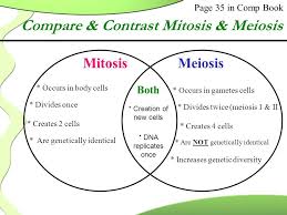 Image Result For Mitosis And Meiosis Mitosis Meiosis Mitosis Meiosis