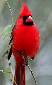 Northern Cardinal Male Cardinal Birds Birds Beautiful Birds