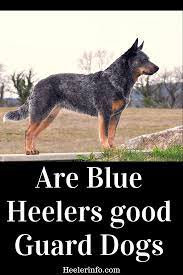 Pin On Blue Heeler