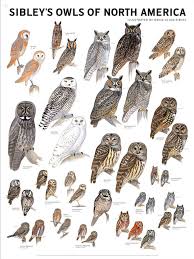 Chart Of Owl Species Birds Birds Animals Elf Owl