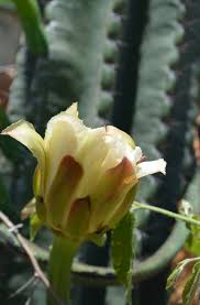 Image result for Sida dregei