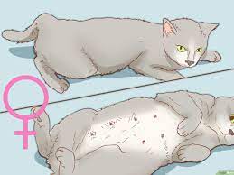 كيفية تحديد جنس القطط 7 خطوات صور توضيحية wikihow