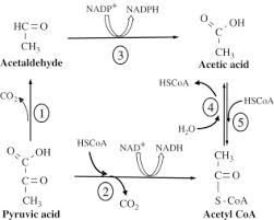 Biochim-Pyruvate-Acetylcoa.Png