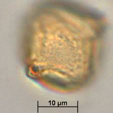 Image result for Sonneratiaceae