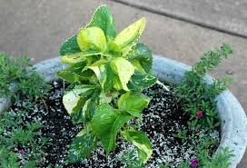 Image result for Acalypha wilkesiana