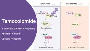 Image result for Alkylating Agent