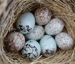 Brown Bird With Black And White Speckled Wings Midlife By Farmlight Bird Nest Bird Nest Bird Feathers Bird Eggs