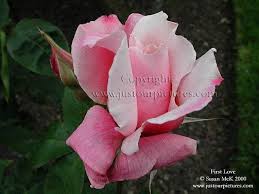 Just Rose Pictures First Love Rose Picture Rose Love Rose Hybrid Tea Roses