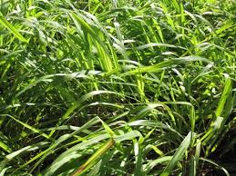 Image result for Cymbopogon nardus
