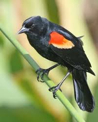 Small Birds Of Upstate Ny Red Winged Blackbird These Are Plentiful In Our Yard In Central Ny State Black Bird Red Wing Blackbird Birds