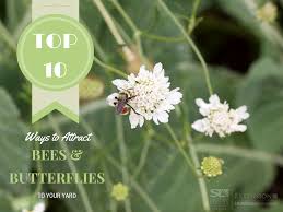 Besides attracting bees, it would also attract beautiful butterflies. Attracting Bees Butterflies The Organic Forecast