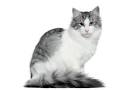 List of Cat Breeds With Pictures and Names