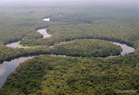 Image result for Congo Rain Forest, Africa