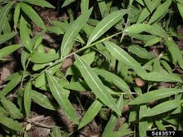 Image result for Microstegium