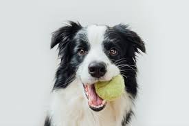 Maybe you would like to learn more about one of these? If Your Dog Is Playing With A Tennis Ball Take It Away Immediately