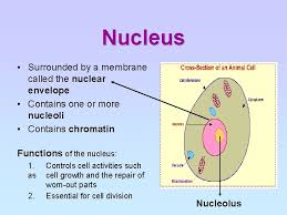 What is an animal cell. Cell Structure Organisation Chapter Outline A Identify Cell