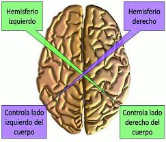 Resultat d'imatges per a "hemisferios cerebrales"