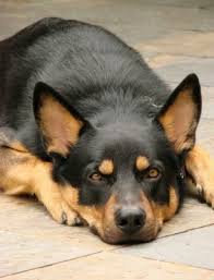 The german shepherd breed descends from a long history of german herding dogs intended to work alongside owners and accomplish daily tasks. Deutscher Schaferhund Rottweiler Mix Das Komplette Handbuch Meine Hundenamen