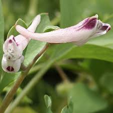 Image result for Fumariaceae