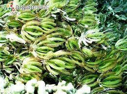 Image result for Thalassodendron ciliatum