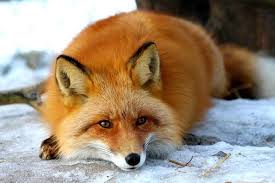 Wilderness, wildlife & glacier experience. Anchorage Wildlife Conservation Center Guided Tour Transport 2021