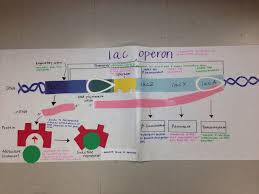Lac Operon Poster Biology Activity Biology Interactive Notebook Teaching Biology