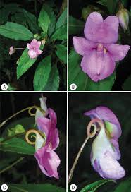 Image result for Impatiens burtonii
