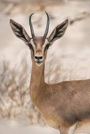 Arabian Mountain Gazelle Impala Animal Animals African Animals