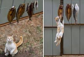 Смешные и забавные животные