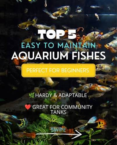 Average life span of some popular aquarium fish