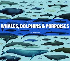 Buy Whales Dolphins And Porpoises A Natural History And