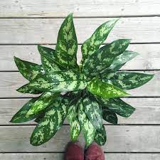 Aglaonema Tigress Plants In 2021 Chinese Evergreen Plant Plants Evergreen Plants