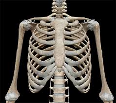 The sternum is located in the midline anteriorly, immediately beneath the skin. 3d Skeletal System 7 Interesting Facts About The Thoracic Cage