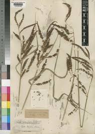 Image result for Carex cyrtosaccus