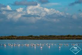 Le parc ornithologique de pont de gau est le site idéal pour découvrir, observer et photographier de nombreuses espèces d'oiseaux, dont des centaines de flamants roses, dans leur milieu naturel. Ou Voir Des Flamants Roses En Camargue