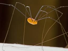 Well the daddy long legs apparently has the most poisoness poisen for a spider in the world, its just cant bite. Spider Prevention Archives Northwest Exterminating
