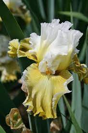 Photo Of The Bloom Of Tall Bearded Iris Iris Going Green Posted By Calif Sue All Things Plants Iris Flowers Bearded Iris Plants