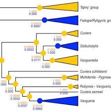 Image result for Tricalysia semidecidua
