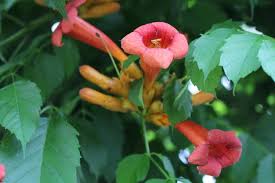 Image result for Stictocardia beraviensis