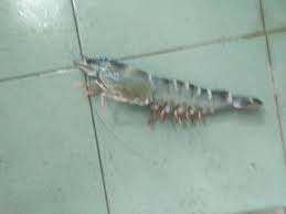 Kolam Udang Sea Lion Home Facebook