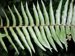 Image result for Nephrolepis