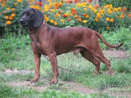 Image result for bavorský barvář