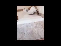 Cat Falls Down Stairs Youtube Falling Down Stairs Cat Stairs Cute Cats And Dogs