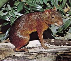 General features the largest is the capybara ( hydrochoerus hydrochaeris ) of central and south america, which weighs 35 to 66 kg (77 to 146 pounds) and stands 50 to 60 cm at the shoulder, with a body 100 to 135 cm long. Agouti Rodent Britannica