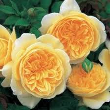 A beautiful white with the most ruffled petals. 76 Best Favorite Rose Varieties Ideas Rose Varieties Rose Flowers