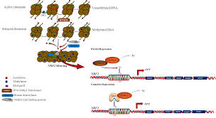 Diabetic foot ulcers are a common and serious complication of both type 1 and type 2 diabetes mellitus 1. Biomolecules Free Full Text Gene Expression Profiling Of Multiple Histone Deacetylases Hdac And Its Correlation With Nrf2 Mediated Redox Regulation In The Pathogenesis Of Diabetic Foot Ulcers Html