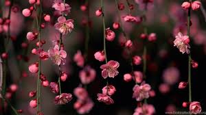 Free desktop wallpaper watercolor floral desktop 150207 hd. Aesthetic Flower Wallpaper Hd Desktop Allwallpaper
