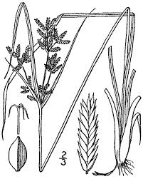 Image result for Cyperus chersinus